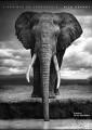 L'Afrique au crépuscule, de Nick Brandt (éd. de La Martinière)